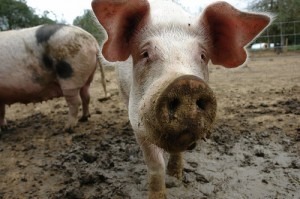 pig-farm-pigs-mud-dirty-snout