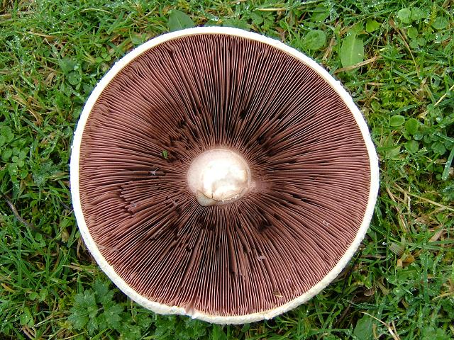 agaricus_campestris_field_mushroom_00_02-09-04_2_gills